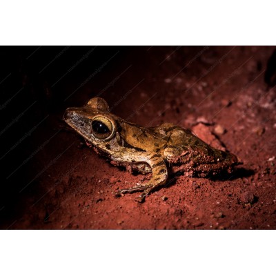 Rana arborícola asíatica - Rhacophorus leucomystax